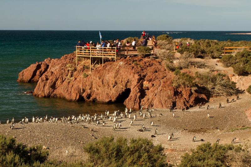 penguins-dolphin-watching-at-punta-tombo-6
