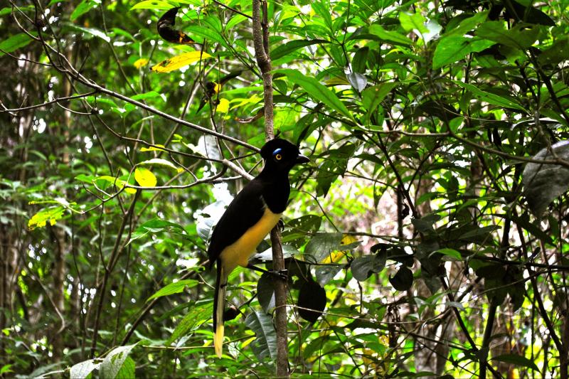 iguazu-forest-tour-1