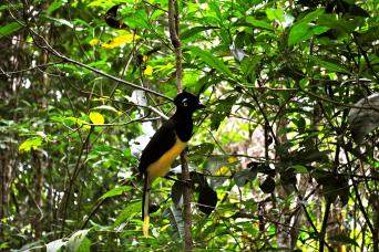 Iguazu Forest Tour