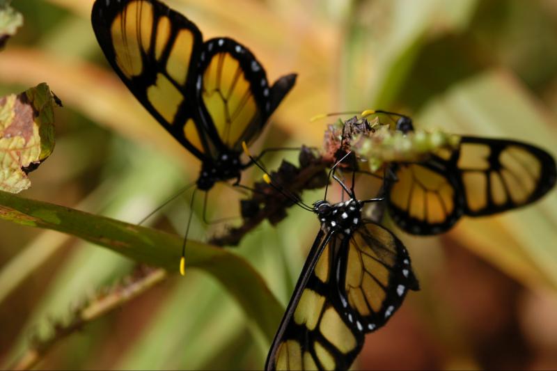 iguazu-forest-tour-2