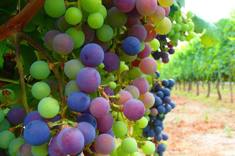 premium-cafayate-wine-route-3