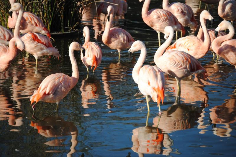 temaiken-natural-biopark-2