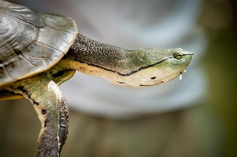 temaiken-natural-biopark-3