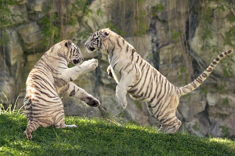 temaiken-natural-biopark-5