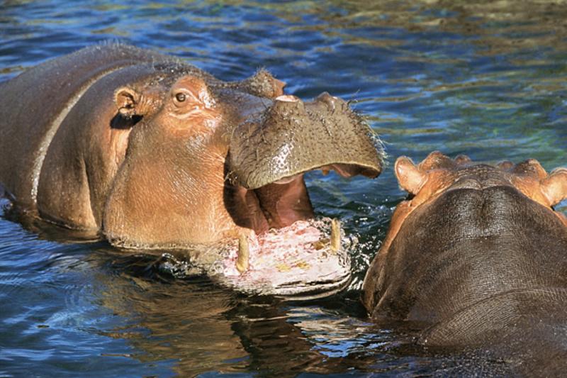 temaiken-natural-biopark-6