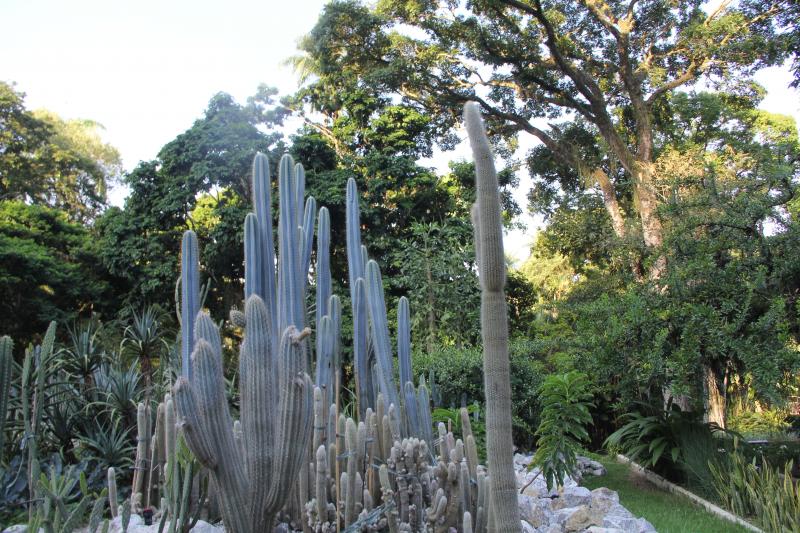 jeep-tour-botanical-garden-and-tijuca-rain-forest-3