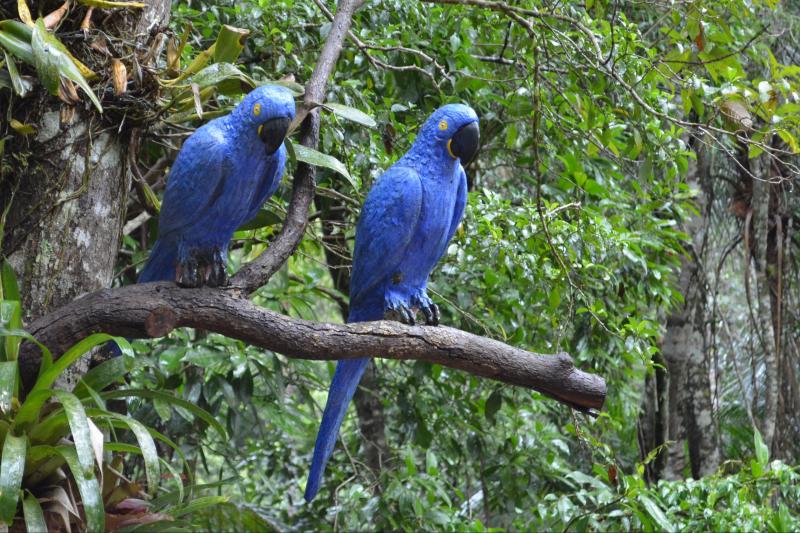 jeep-tour-botanical-garden-and-tijuca-rain-forest-5