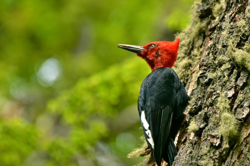 ushuaia-national-park-with-trekking-canoes-7