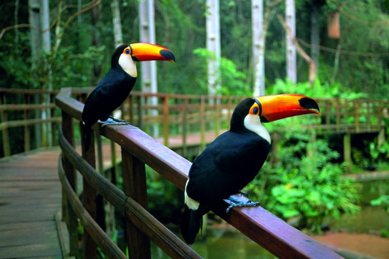 brazilian-falls-with-bird-park-1