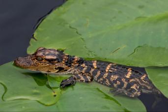 Amazon Jungle Tour - Alligators Night Watch
