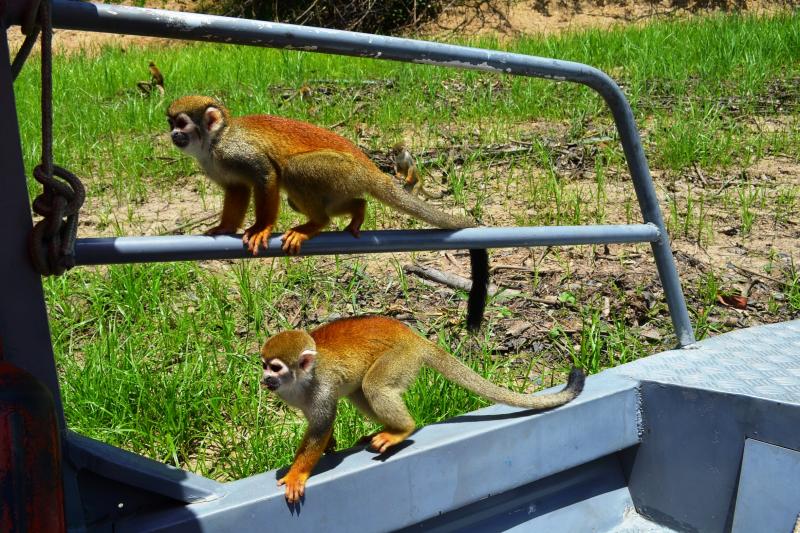 anavilhanas-archipelago-walking-in-manaus-1