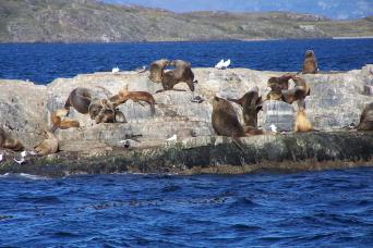 Scuba Dive with Sea Lions from Puerto Madryn