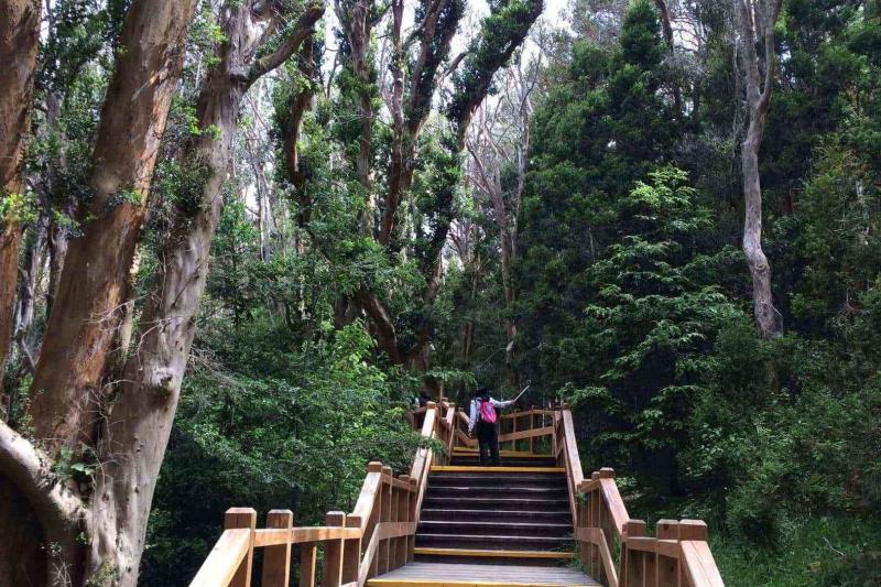 isla-victoria-arrayanes-forest-5