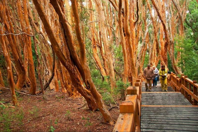 isla-victoria-arrayanes-forest-6