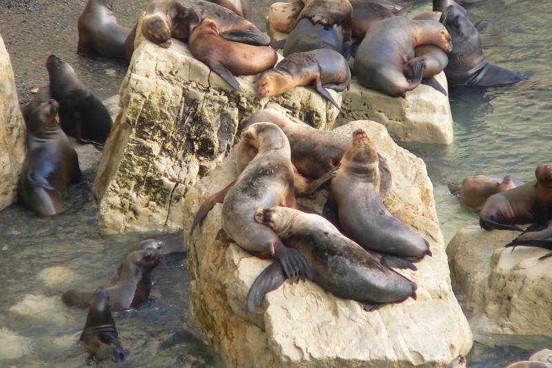 shore-excursion-puerto-madryn-city-tour-6