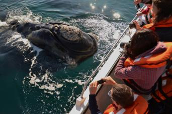 Peninsula Valdes & Whale Watching Tour from Puerto