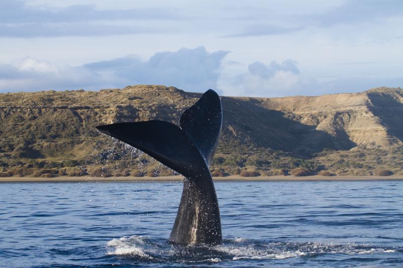 peninsula-valdes-whale-watching-tour-from-puerto-3