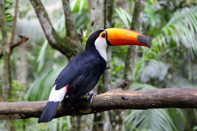 special-offer-iguazu-falls-brazil-bird-park-3