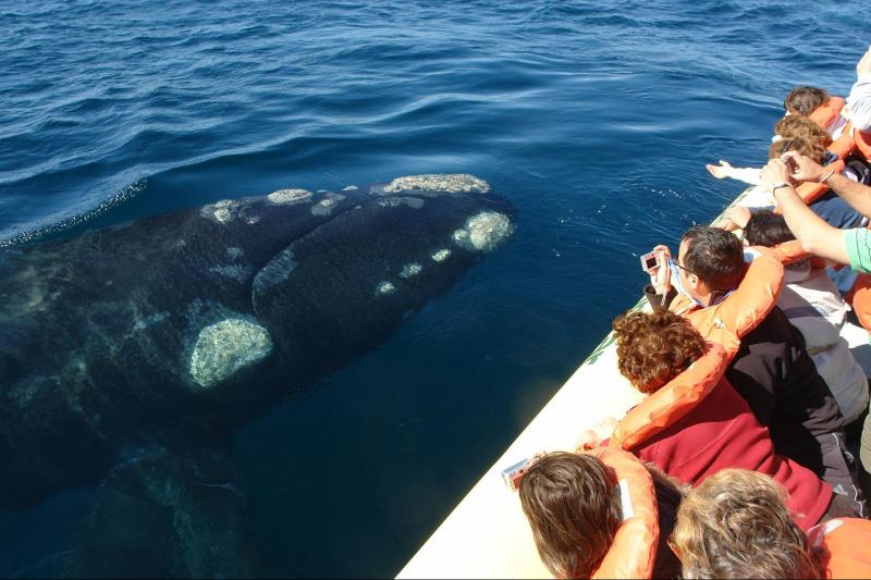 peninsula-valdes-whale-watching-1