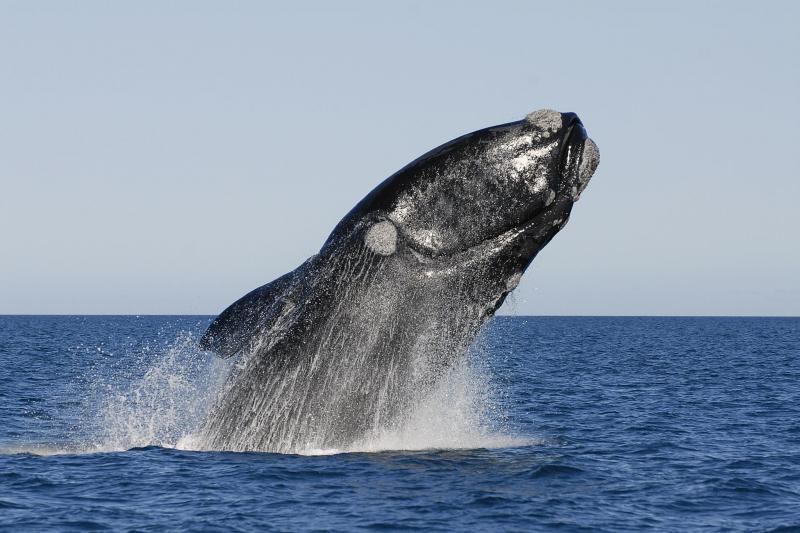 peninsula-valdes-whale-watching-2