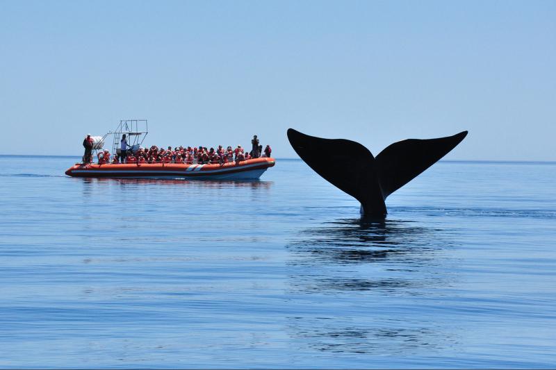 peninsula-valdes-whale-watching-3