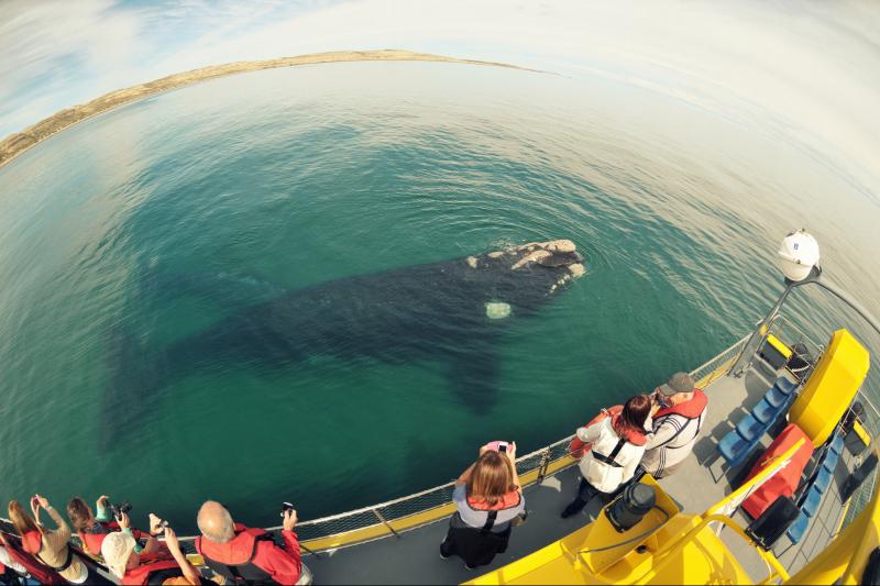 peninsula-valdes-submarine-whale-watching-1