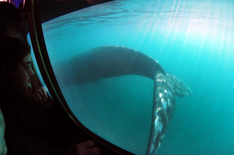 peninsula-valdes-submarine-whale-watching-2