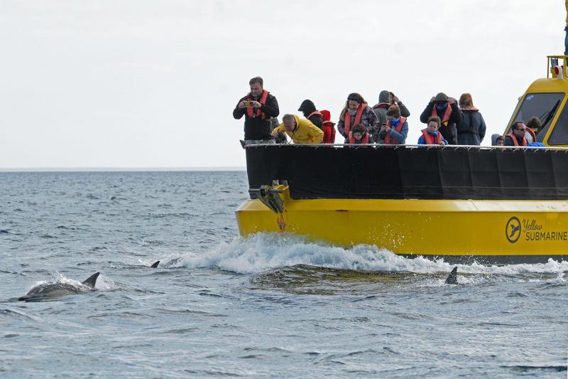 peninsula-valdes-submarine-whale-watching-3