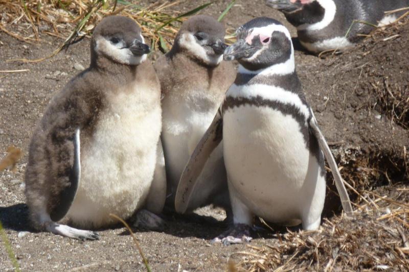 boat-trip-to-penguin-colony-from-ushuaia-1