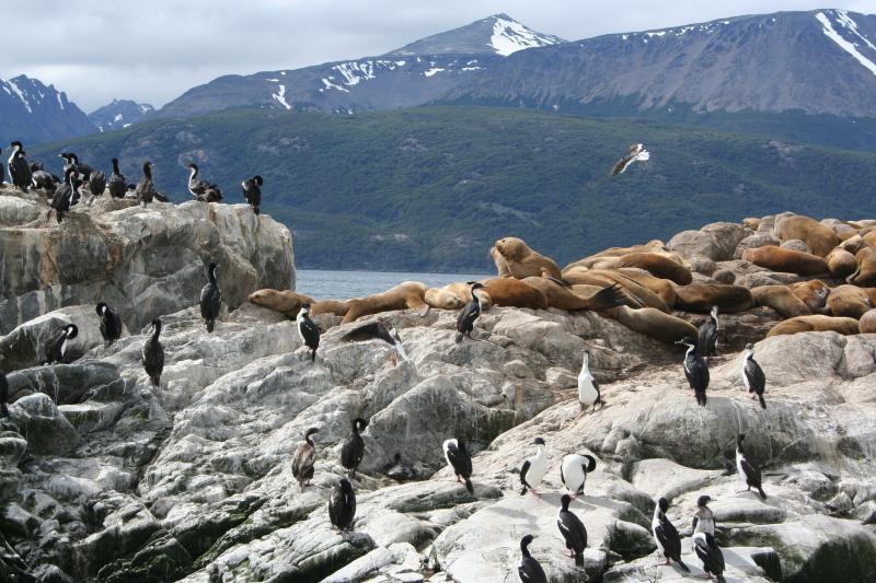 boat-trip-to-penguin-colony-from-ushuaia-5