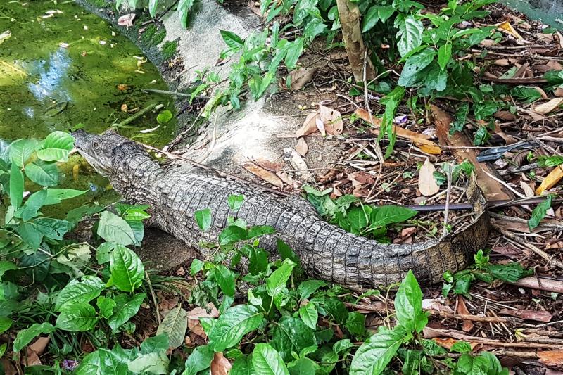 amazon-natural-museums-combo-inpa-and-musa-5