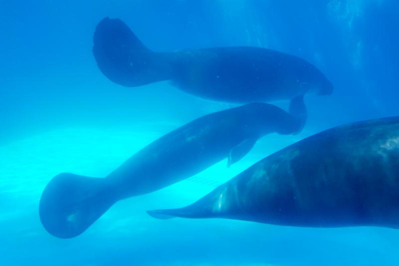 amazon-natural-museums-combo-inpa-and-musa-6