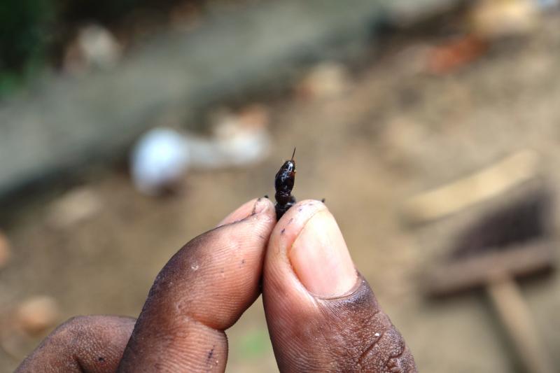 tucandeira-ants-ritual-in-the-amazon-2
