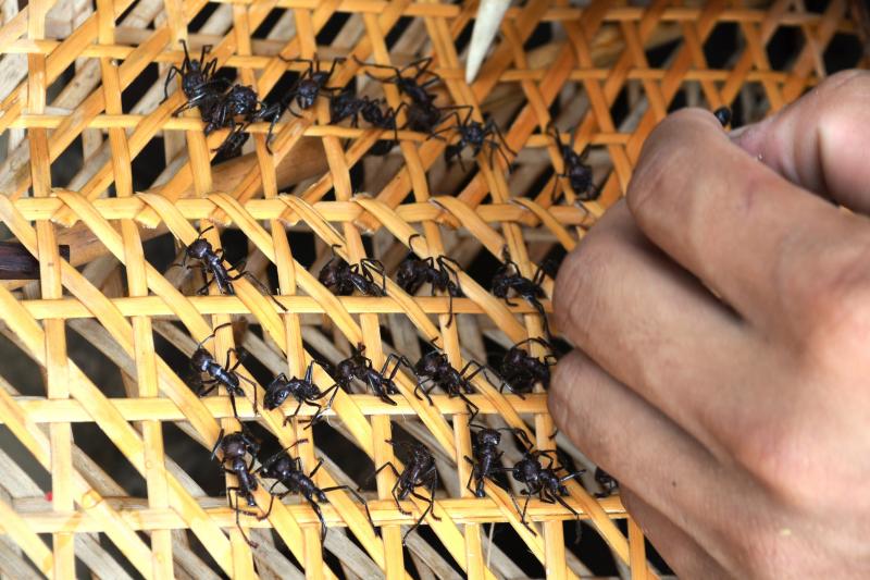 tucandeira-ants-ritual-in-the-amazon-3