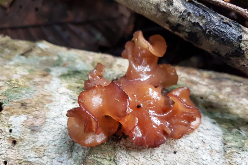 1-night-package-in-amazon-jungle-with-fan-4