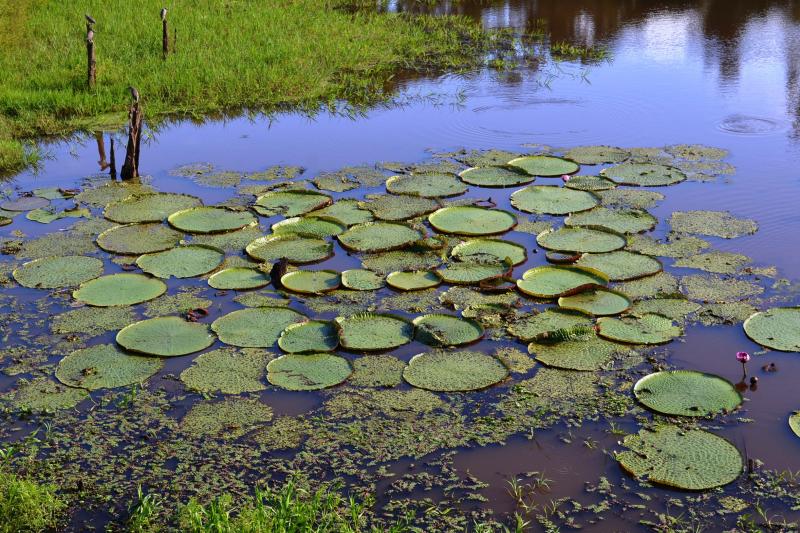 1-night-package-in-amazon-jungle-with-fan-5