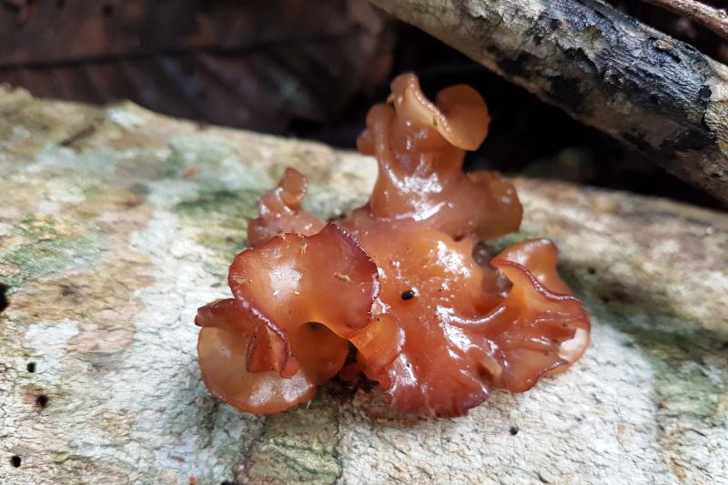 1-night-package-in-amazon-jungle-with-aircon-4