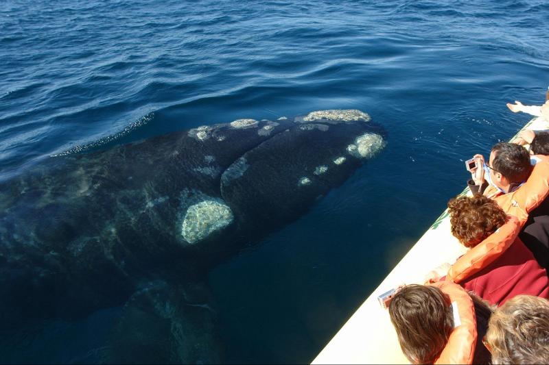 peninsula-valdes-day-trip-3