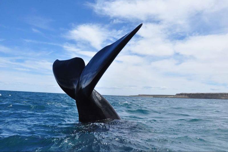 peninsula-valdes-day-trip-4