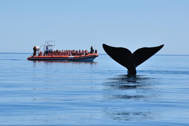 peninsula-valdes-day-trip-6