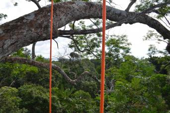 Tree Climbing In Amazon