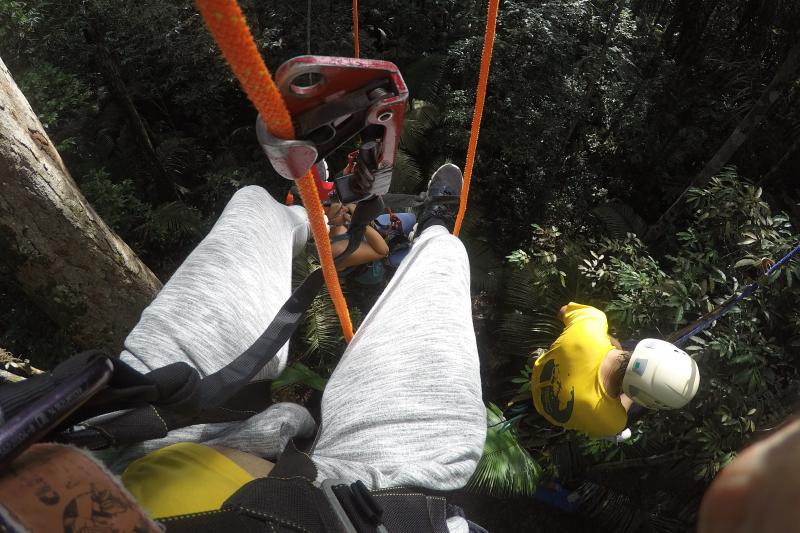 tree-climbing-in-amazon-3