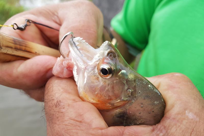 cayman-spotting-and-fishing-2