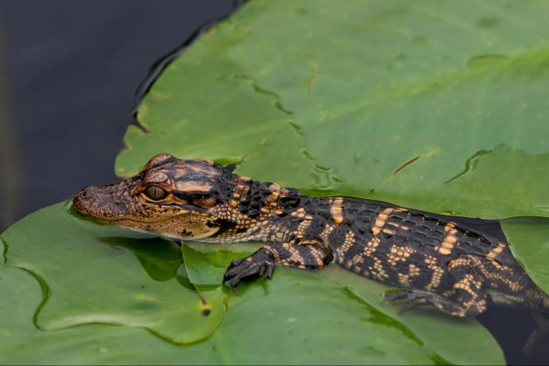 cayman-spotting-and-fishing-3