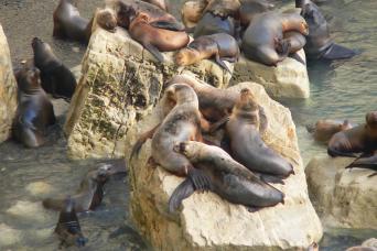 Puerto Madryn City Tour and Sea lions