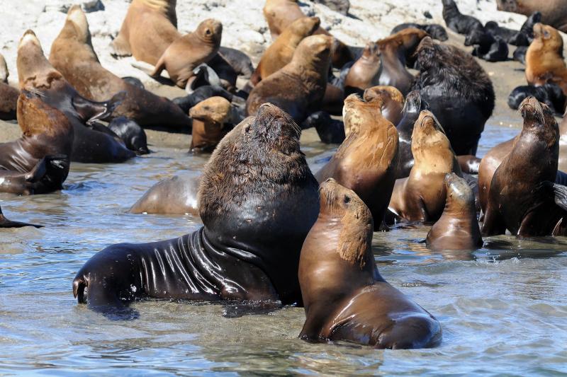 puerto-madryn-city-tour-and-sea-lions-2