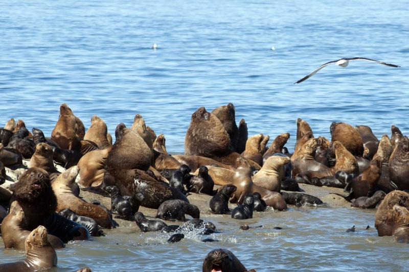 puerto-madryn-city-tour-and-sea-lions-6