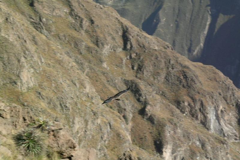 full-day-colca-canyon-tour-1