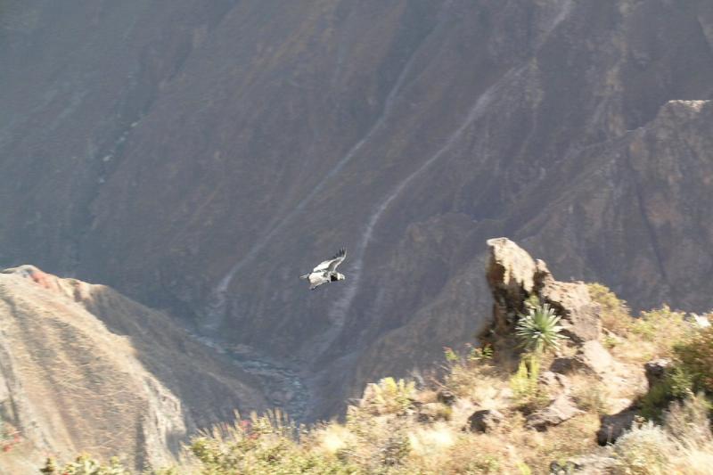 full-day-colca-canyon-tour-2