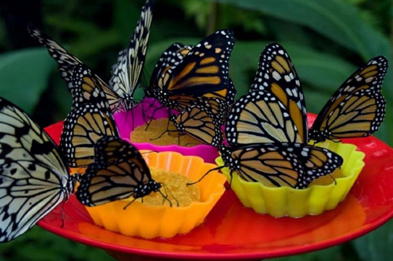 butterfly-farm-native-tribes-and-wildlife-rescue-2